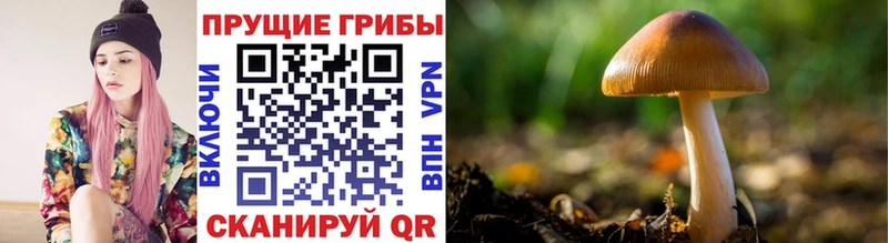 Галлюциногенные грибы GOLDEN TEACHER Кохма